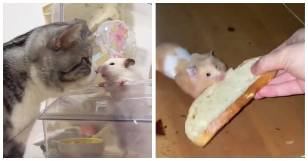 Будни  хомяков