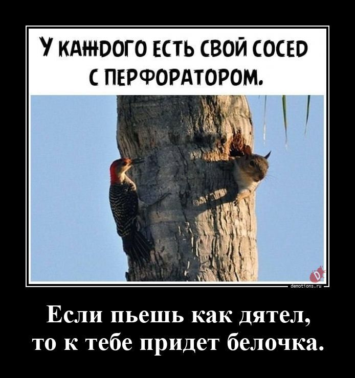 Если пьешь как дятел, то к тебе придет белочка