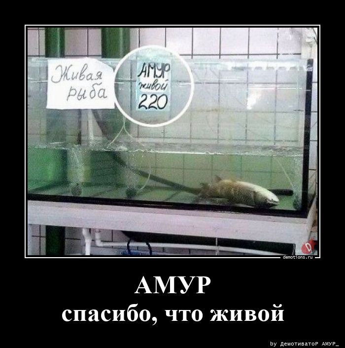 АМУР спасибо, что живой