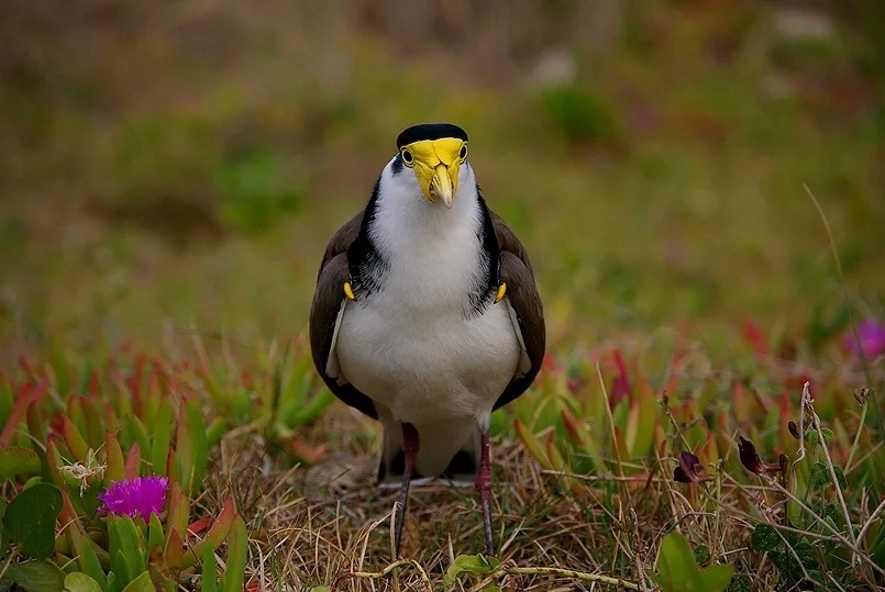 Солдатский чибис. Птица из Австралии. У неё на крыльях буквально пара заточек для самообороны и защиты птенцов