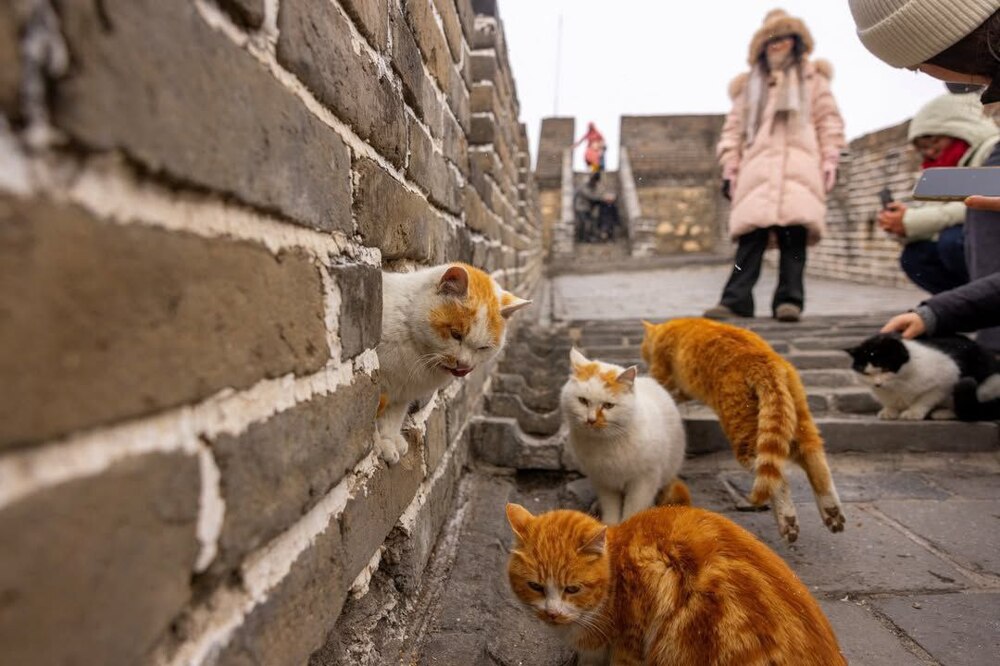 Пушистые обитатели Великой Китайской стены