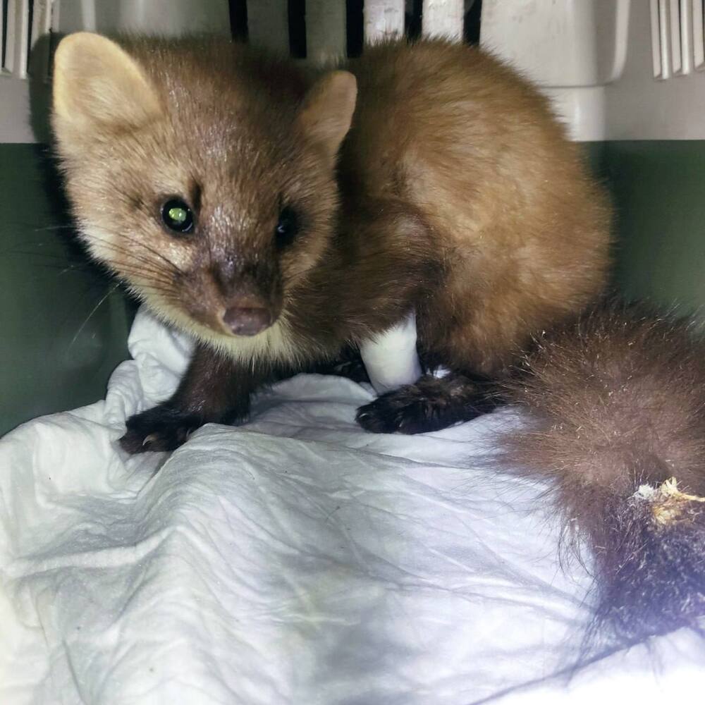 В Башкирии рыбаки спасли куницу, попавшую в капкан