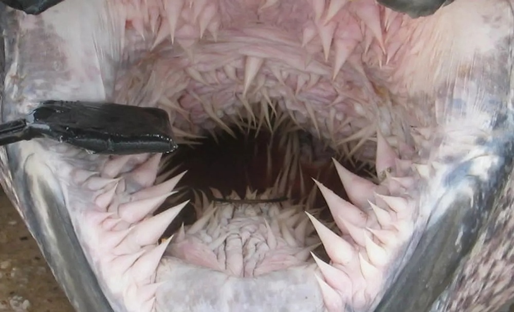 Страшный сон стоматолога. Рот кожистой черепахи. Выглядит пугающе, по факту эти наросты нужны для питания медузами, чтобы они не выскальзывали