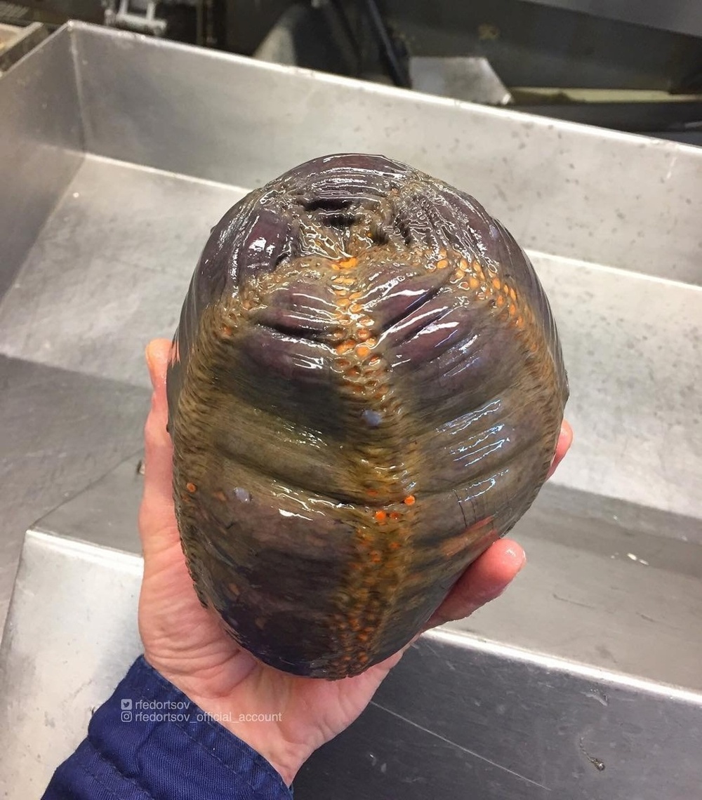 Яйцо чужого. Шутка, вероятно это морское яблоко, разновидность морских огурцов