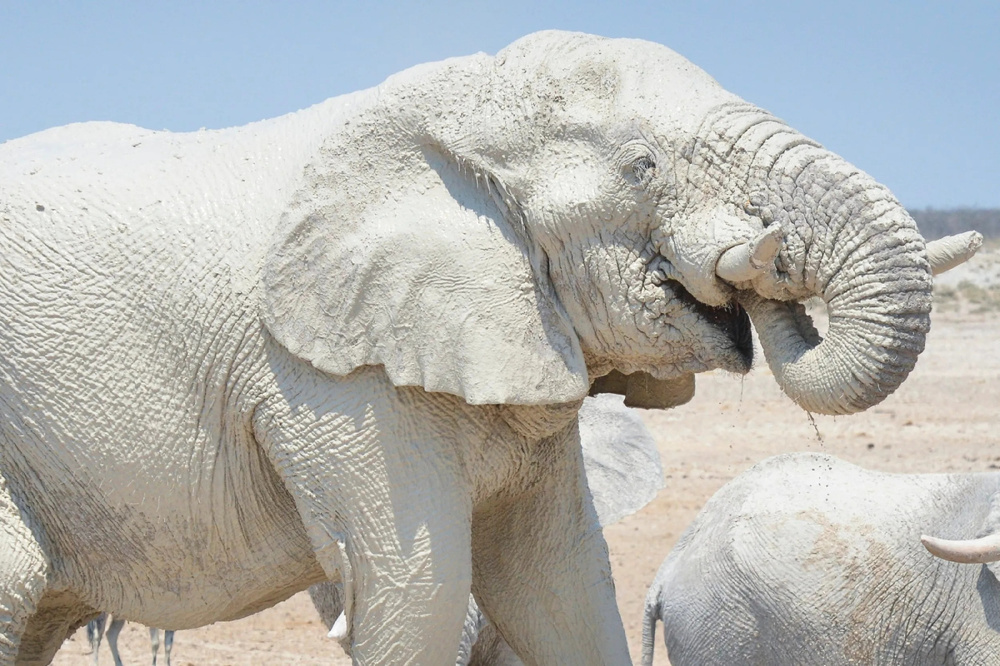 Белые слоны из Национального парка Этоша в Намибии. Живут в пустыне и регулярно обмазываются местной грязью, отчего всегда ходят белоснежные
