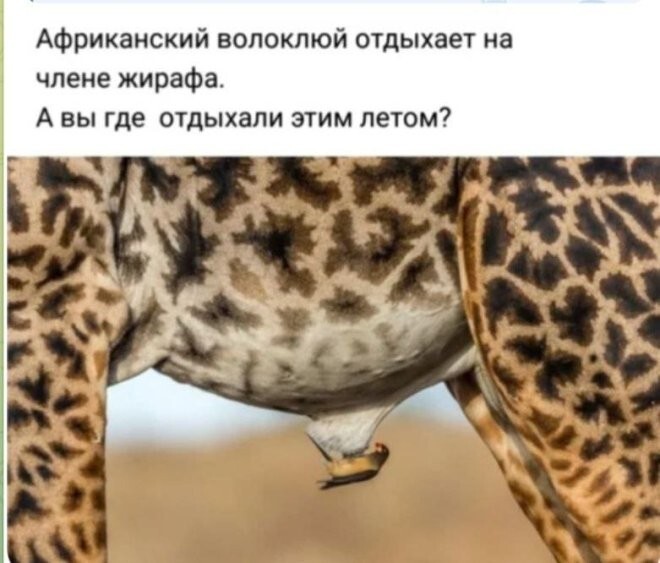 Смешные картинки
