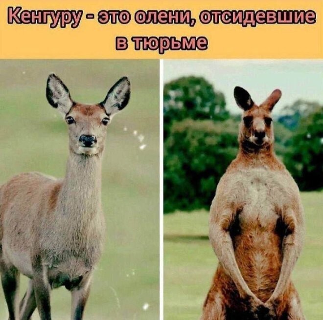 Смешные картинки