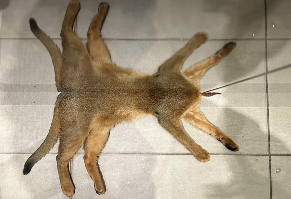 4. Кошки всякие нужны, кошки всякие важны
