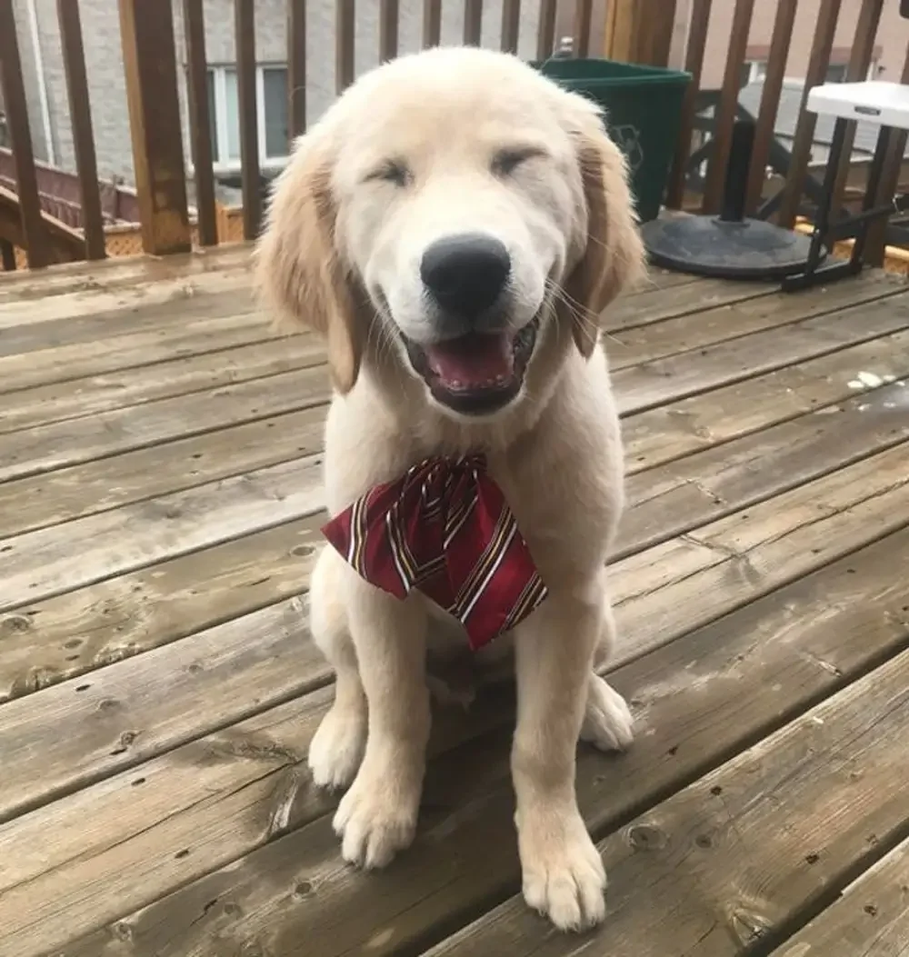 1. От улыбки станет всем светлей