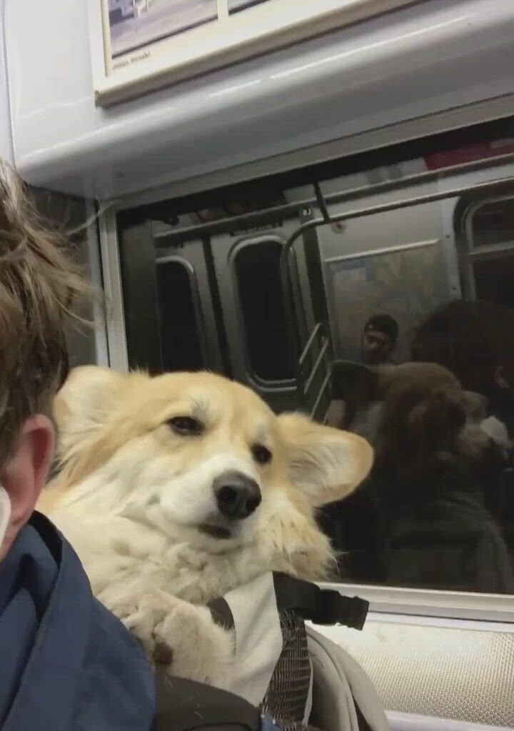 11. Так выглядит снисходительность