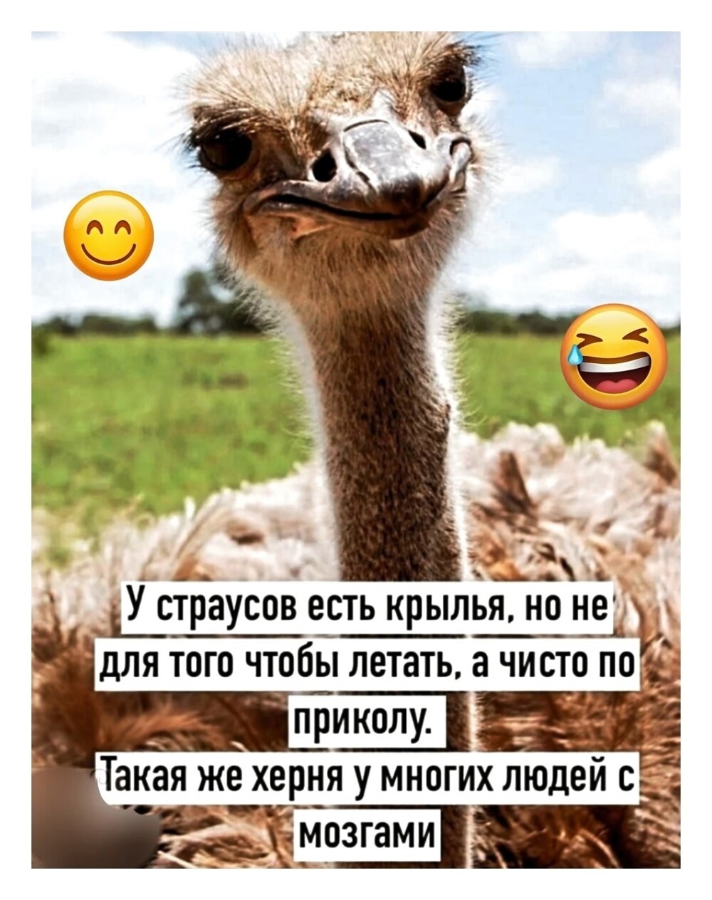 Большая тарелка улыбатора