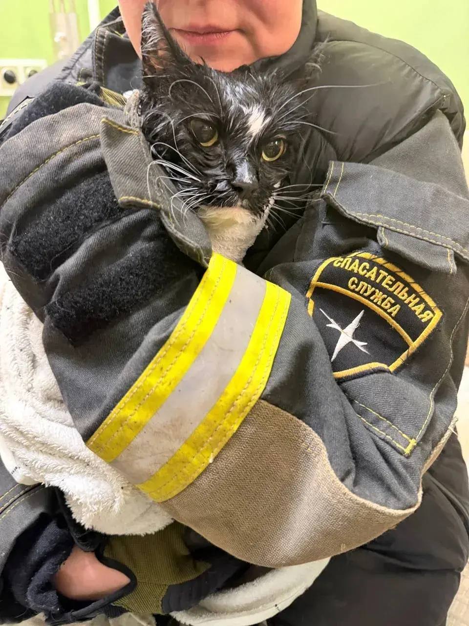 Москвичка случайно постирала кота