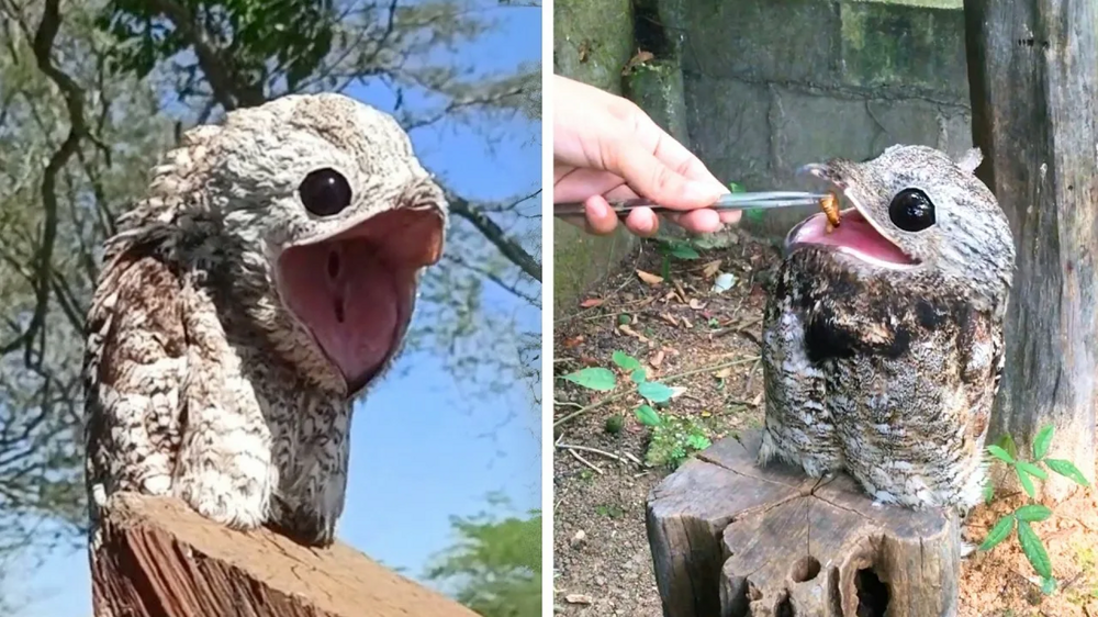 Исполинский козодой: сначала он пугает до мурашек, потом в него влюбляешься