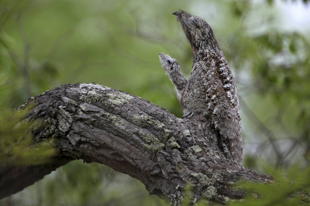 Исполинский козодой: сначала он пугает до мурашек, потом в него влюбляешься