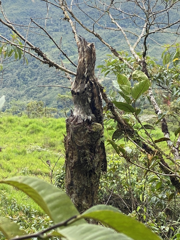 Исполинский козодой: сначала он пугает до мурашек, потом в него влюбляешься