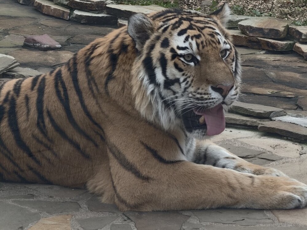 Мир животных-1