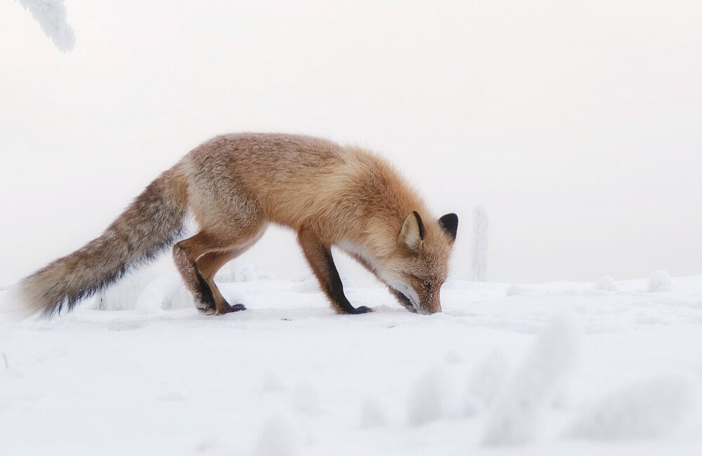 Мир животных-2