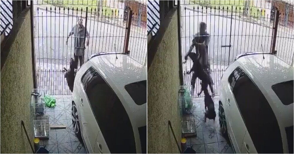 В Бразилии мужчину укусила сторожевая собака при попытке кражи