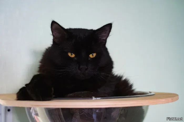 Солянка от 14.02.2026