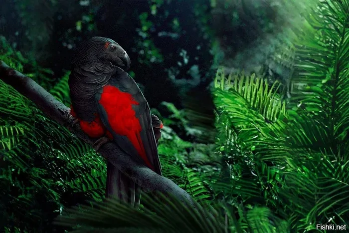 Орлиный попугай (Psittrichas fulgidus)