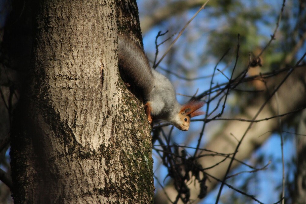 Мир&nbsp;животных-4