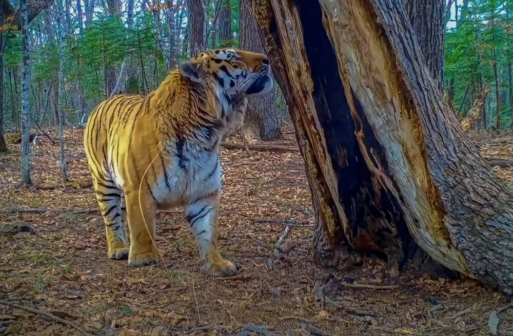 Мир&nbsp;животных-4