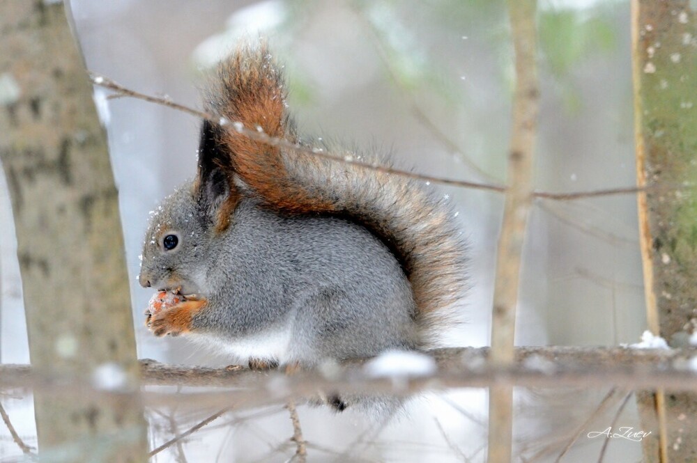Мир&nbsp;животных-4