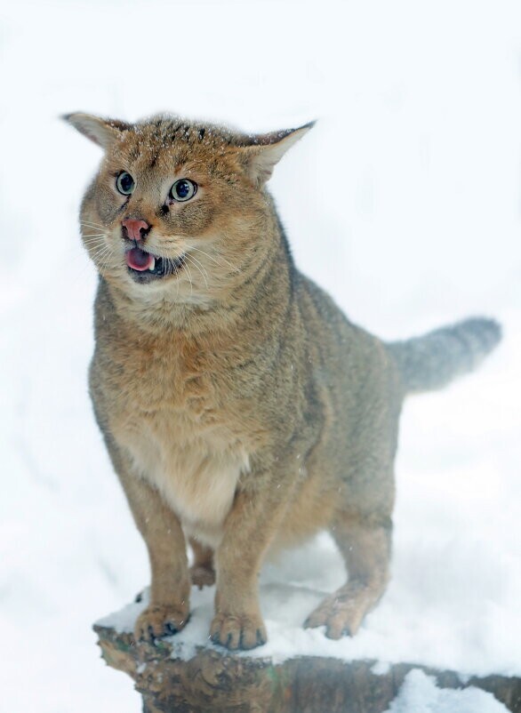 Мир&nbsp;животных-6