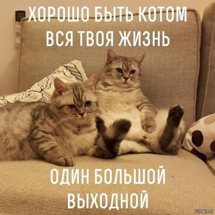 Солянка от 14.02.2026