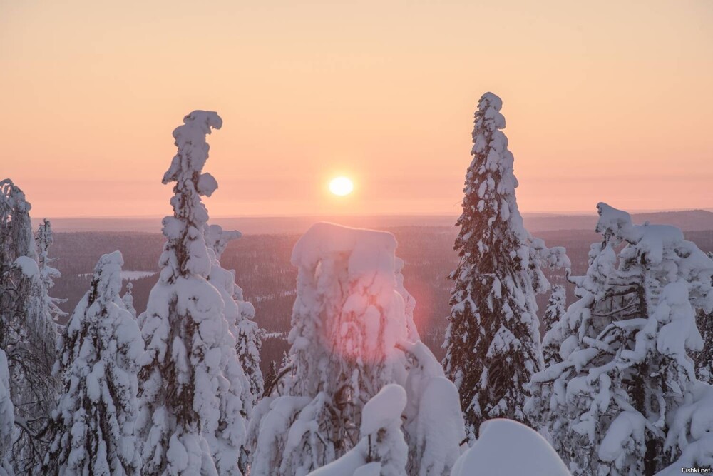 Солянка от 14.02.2026