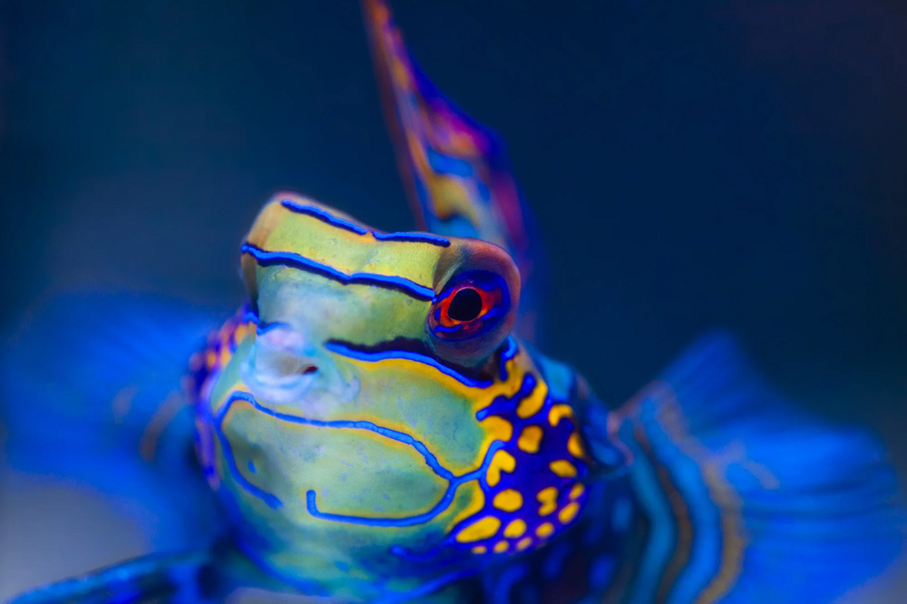 Мандаринка: самая психоделическая рыбка на планете