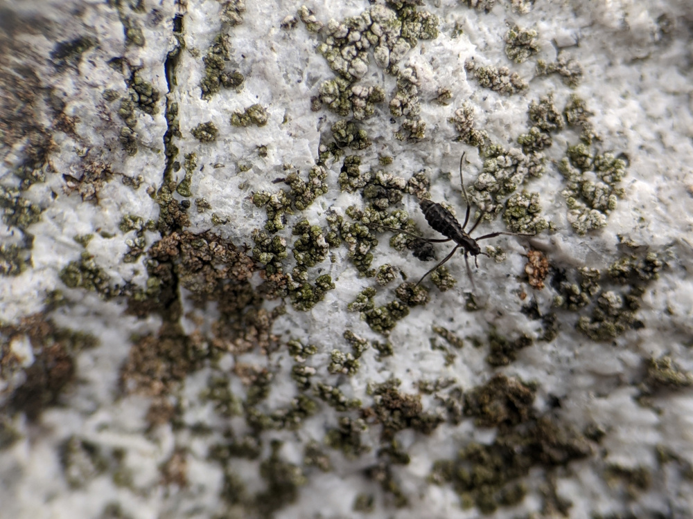 Антарктический комар: единственное насекомое Южного полюса
