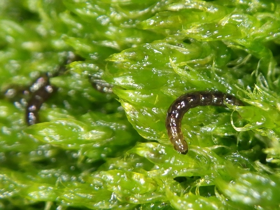 Антарктический комар: единственное насекомое Южного полюса