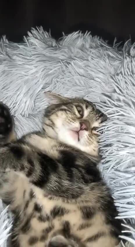 Хищник уснул с добычей 