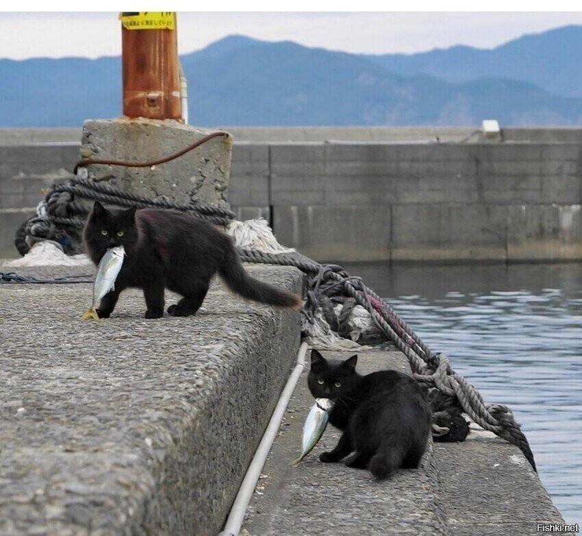 Солянка от 15.02.2026