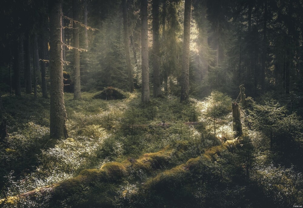 Солянка от 15.02.2026