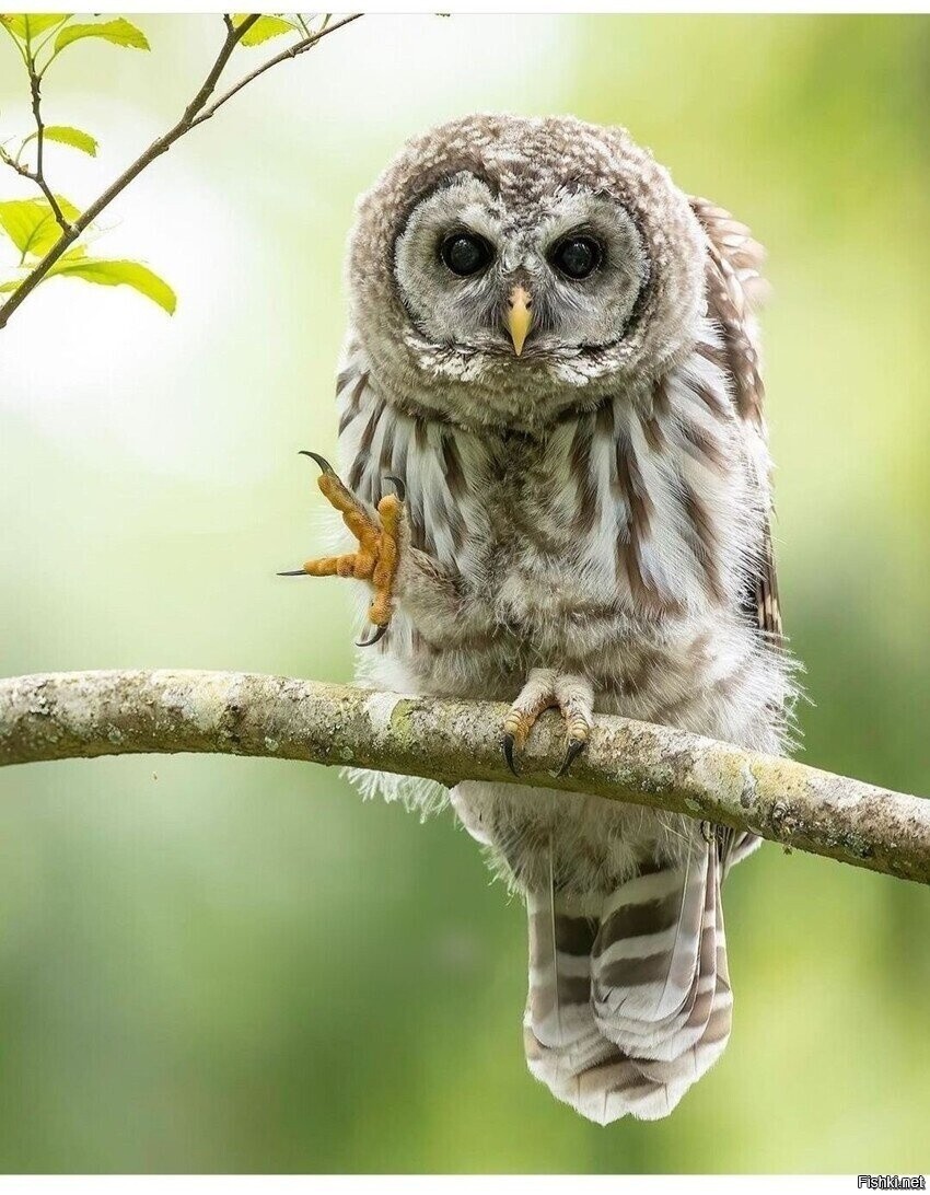 Солянка от 15.02.2026