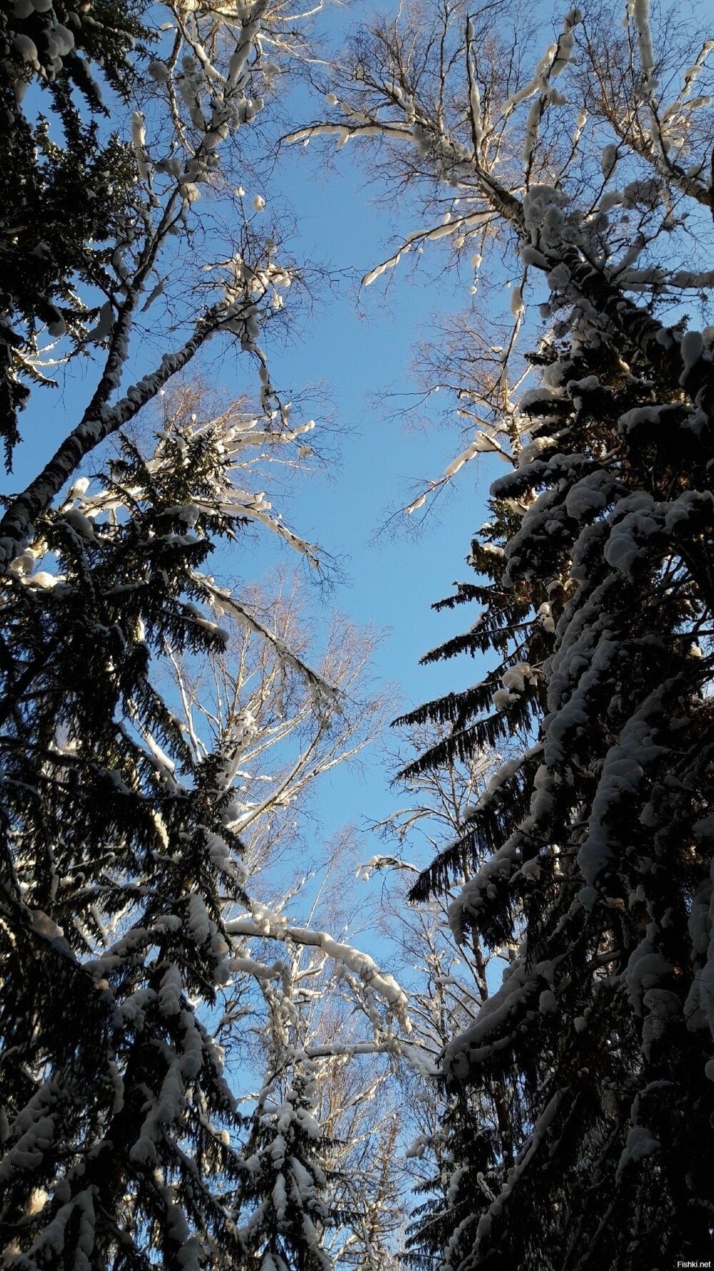 Морозно и солнечно сегодня