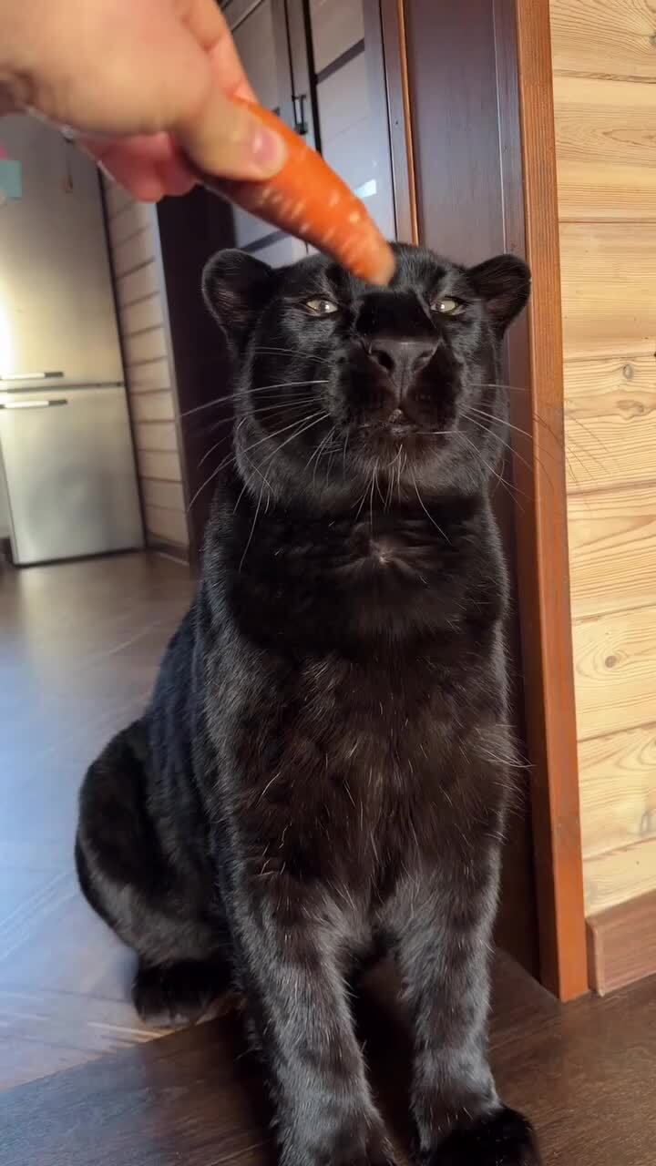 Вегетарианский кошмар) 