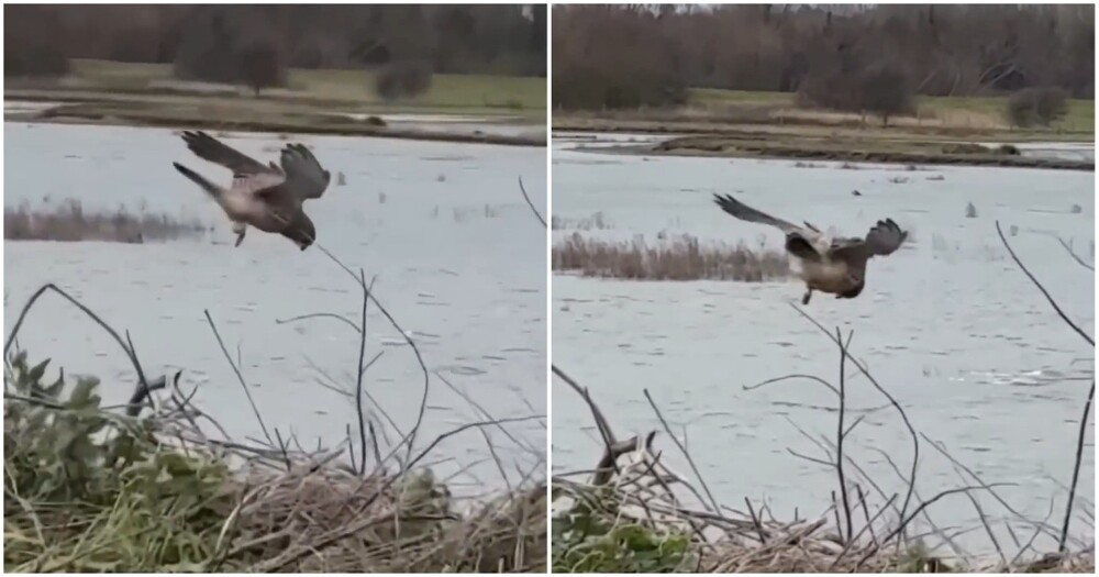 Пустельга  на охоте