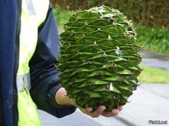 В  австралийском городе Варрагул  растёт 120-летняя сосна