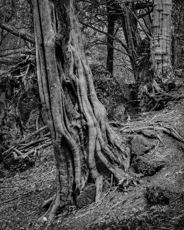 Пазлвуд – лес, который мог вдохновить Толкина на создание Средиземья