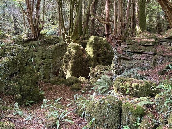 Пазлвуд – лес, который мог вдохновить Толкина на создание Средиземья