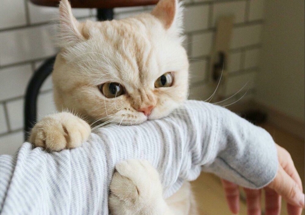 На общую тему&nbsp;