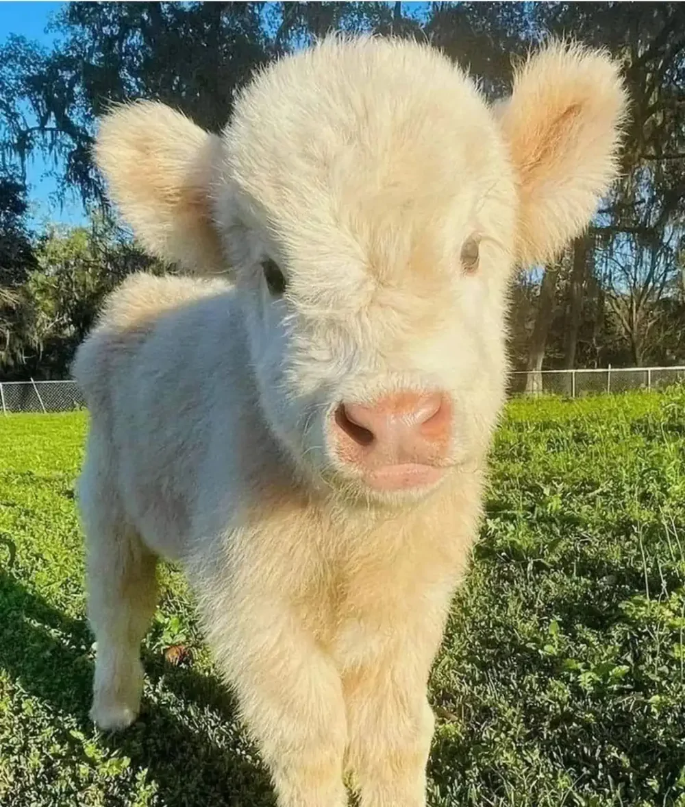 22. Солнышко в шубке