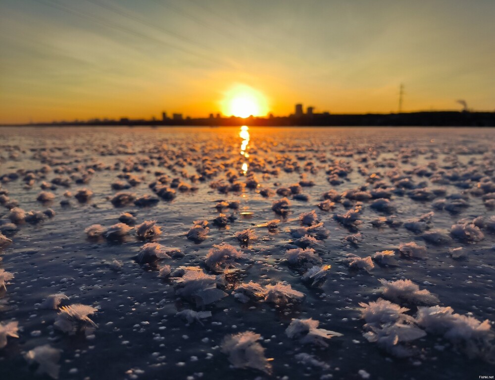 Ледяные цветы