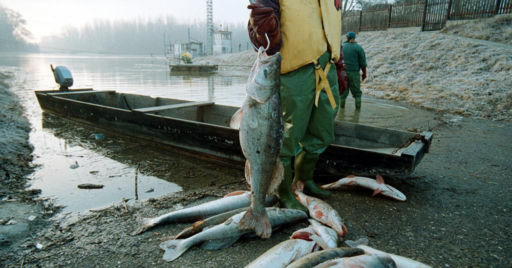 Цианидная рыбалка: самый бесчеловечный способ рыбной ловли