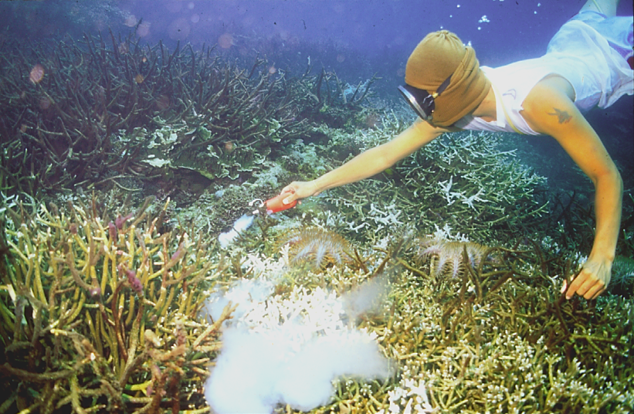 Цианидная рыбалка: самый бесчеловечный способ рыбной ловли