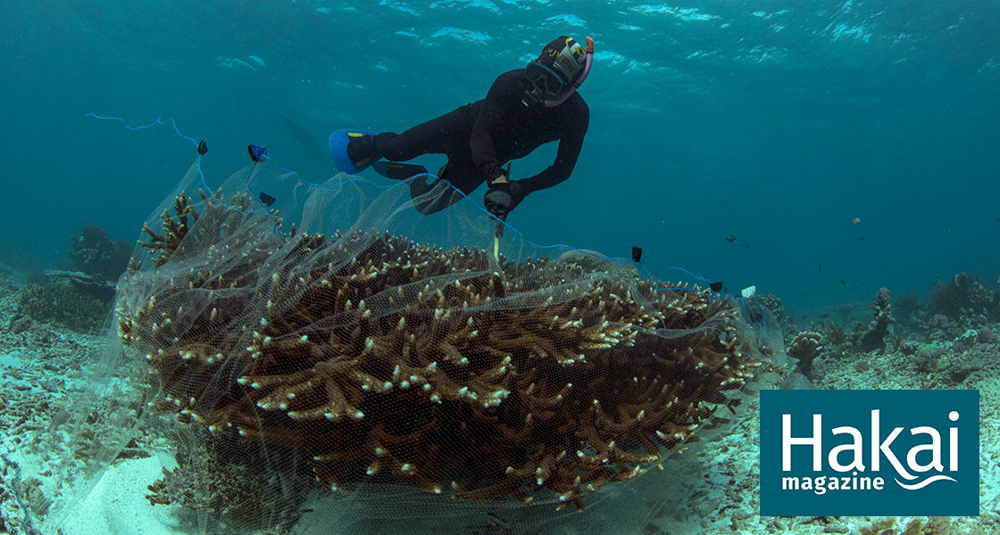 Цианидная рыбалка: самый бесчеловечный способ рыбной ловли