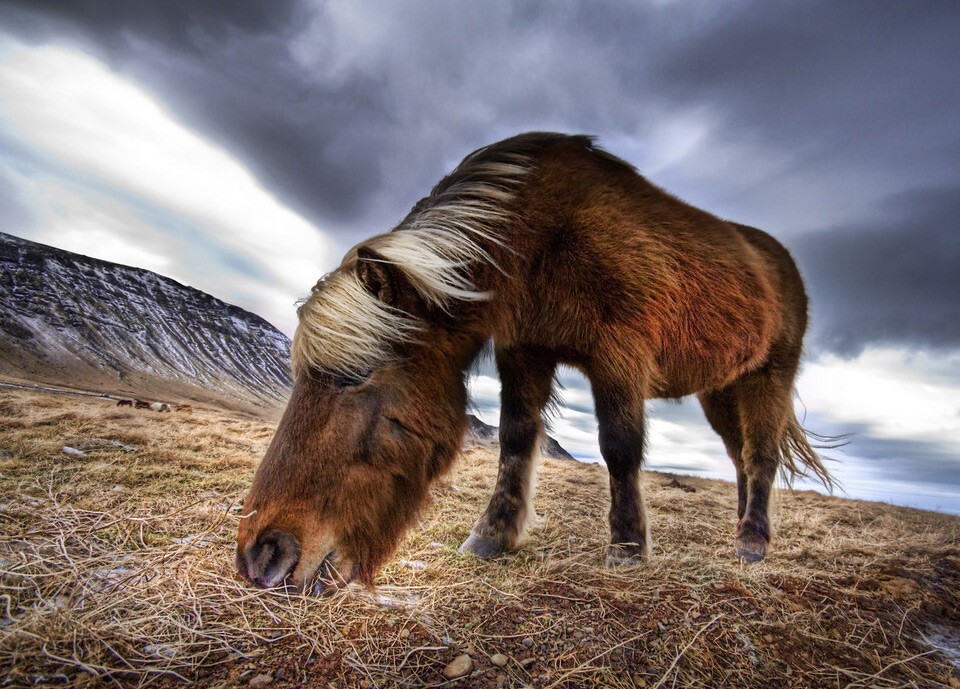 Дикая лошадь в Исландии. Фото-Trey Ratcliff